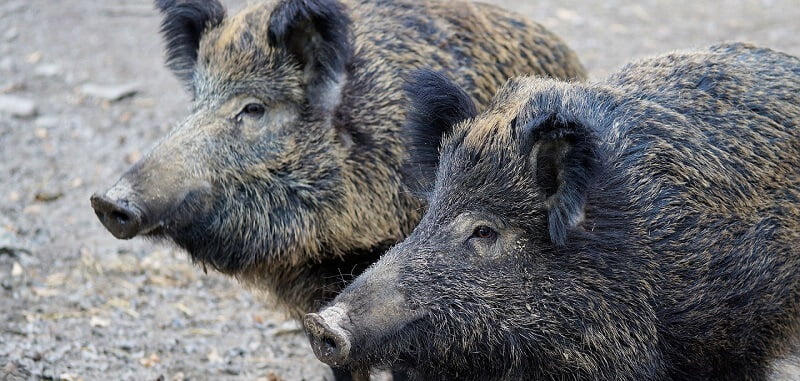 two wild boars looking bored and confused at the profit and loss forecast